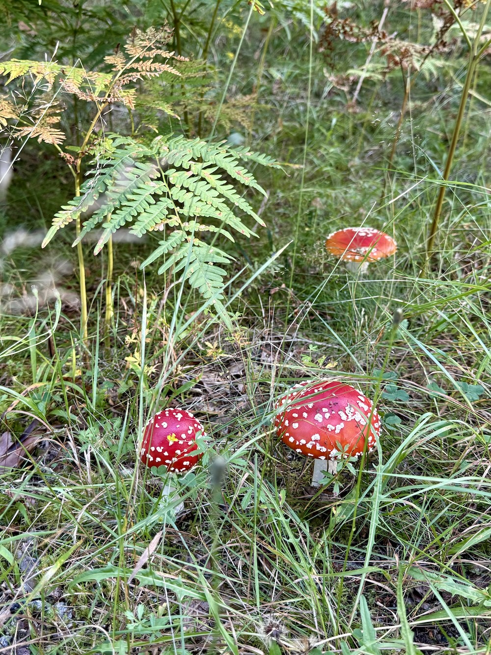 Three bright red mushrooms with white spots growing among grass and ferns in a Swedish forest, resembling the power-up mushrooms from Super Mario games